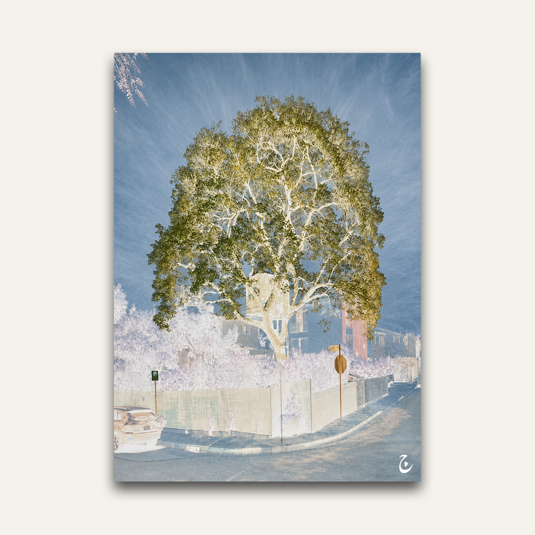 Inverted-colour tree artwork by Vajwala, large corner tree with white branches and blue sky over a quiet street