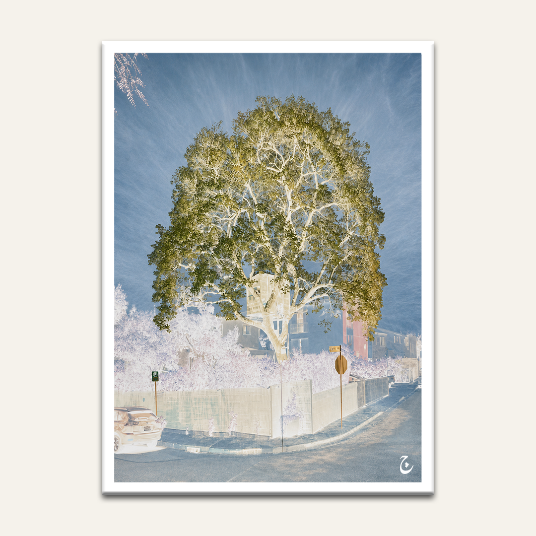 Inverted-colour tree artwork by Vajwala, large corner tree with white branches and blue sky over a quiet street