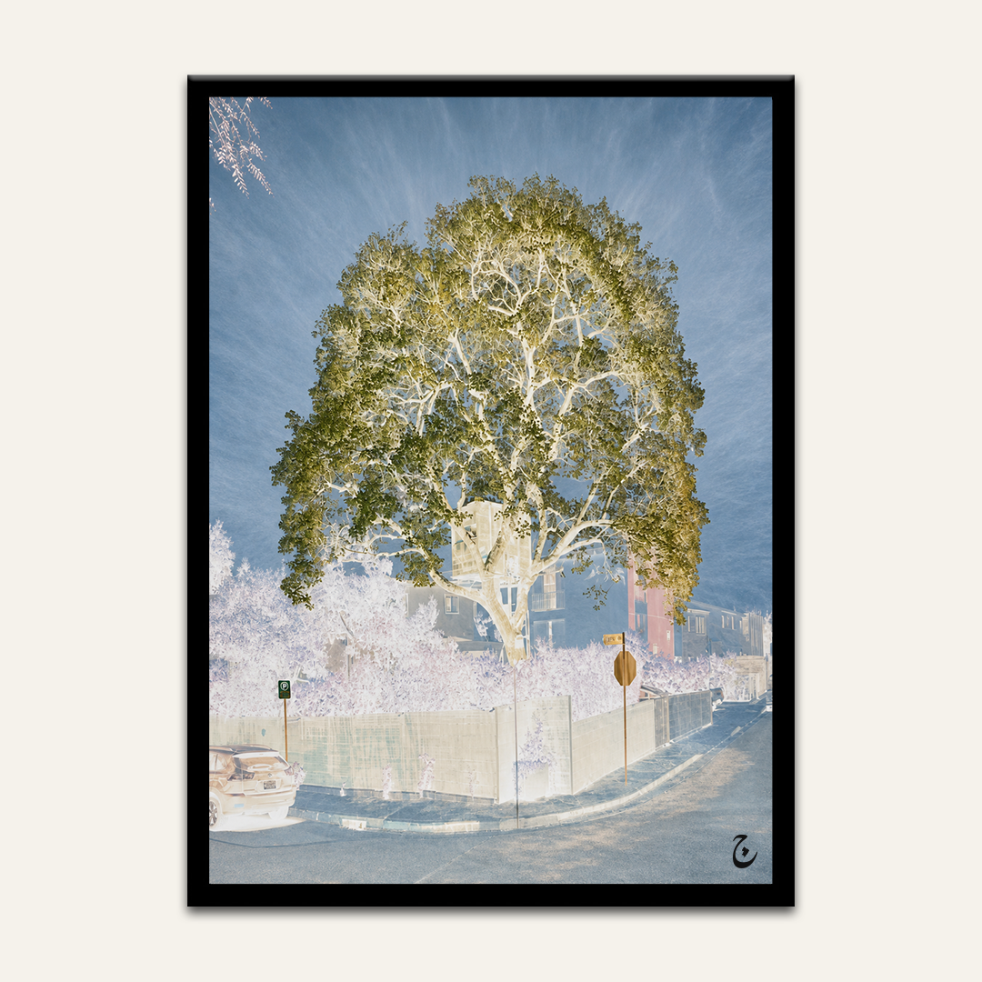 Inverted-colour tree artwork by Vajwala, large corner tree with white branches and blue sky over a quiet street
